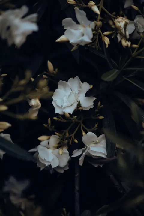 白色花朵 手机壁纸 · petals · 1440×2160
