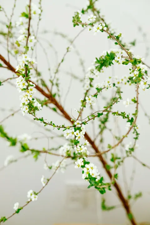 White Blooms Phone Wallpaper · petals · 1440×2160