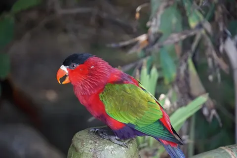 उष्णकटिबंधीय पक्षी 4K वॉलपेपर · animals · 3840×2560