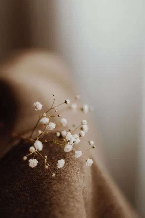 Hoa Trắng Nở Rộ Hình Nền Điện Thoại · petals · 1440×2160