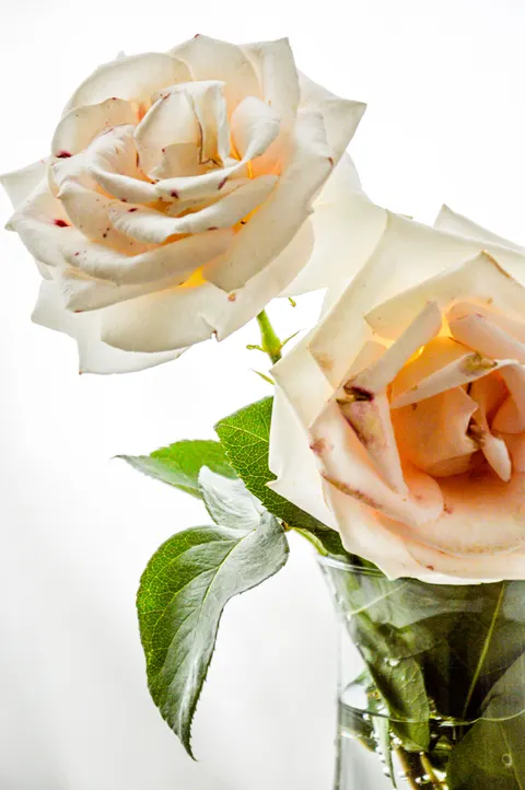White Blooms Phone Wallpaper · petals · 1440×2166