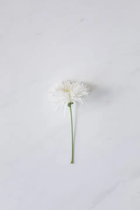 White Blooms Phone Wallpaper · petals · 1440×2160