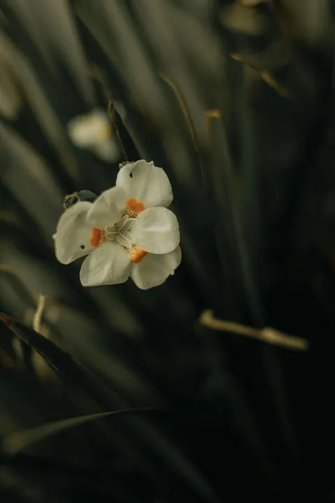 White Blooms Phone Wallpaper · petals · 1440×2160