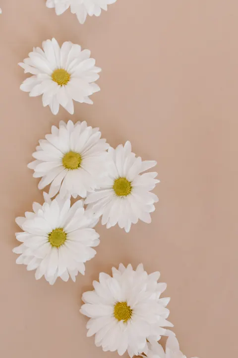 Fondo de Pantalla para Móvil Flores Blancas · petals · 1440×2160