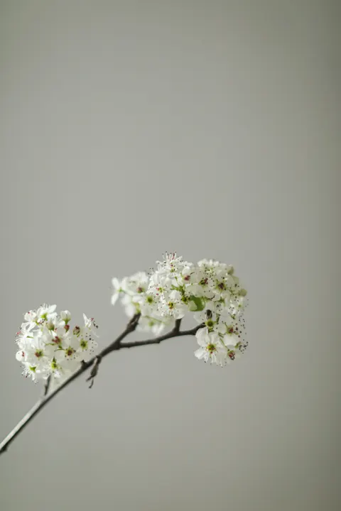 White Blooms Phone Wallpaper · petals · 1440×2160