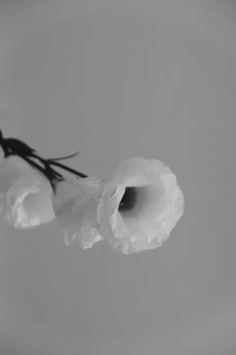 White Blooms Phone Wallpaper · petals · 1440×2160