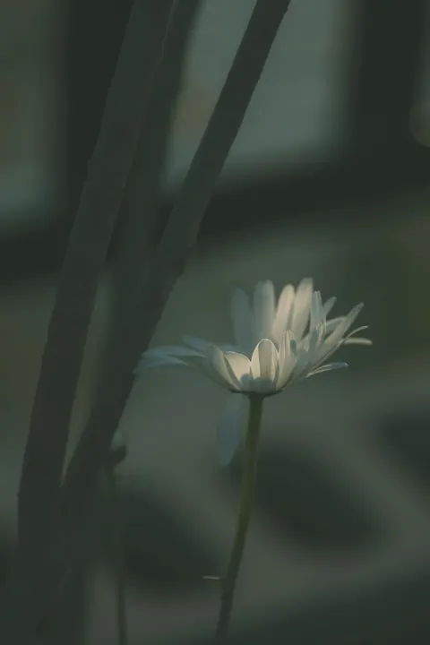 White Blooms Phone Wallpaper · petals · 1440×2160