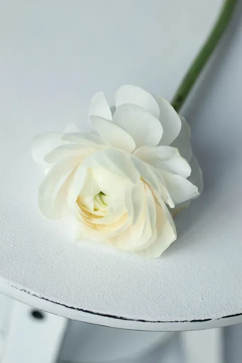 White Blooms Phone Wallpaper · petals · 1440×2160