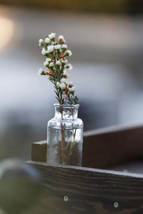 White Blooms Phone Wallpaper · petals · 1440×2160
