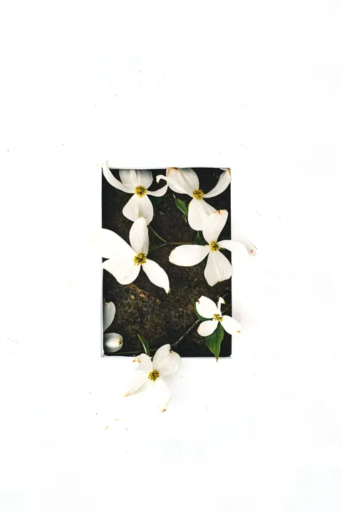 White Blooms Phone Wallpaper · petals · 1440×2157