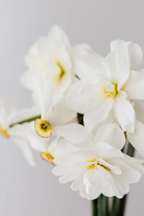 White Blooms Phone Wallpaper · petals · 1440×2160