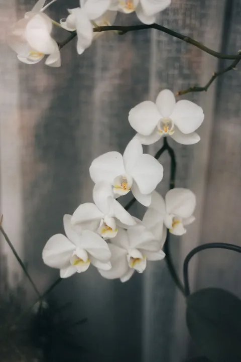 White Blooms Phone Wallpaper · petals · 1440×2164