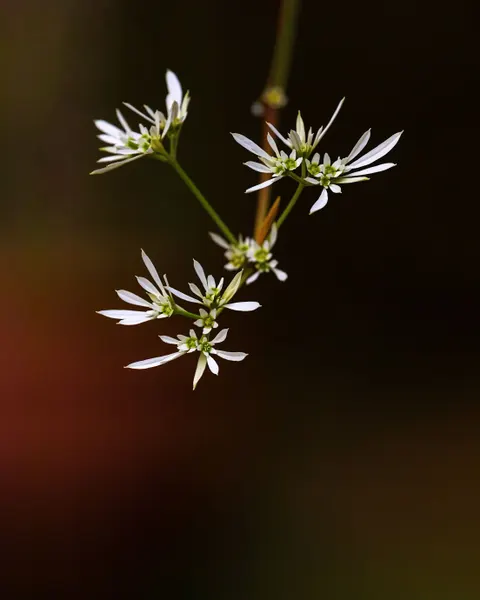 White Blooms Phone Wallpaper · petals · 1440×1800