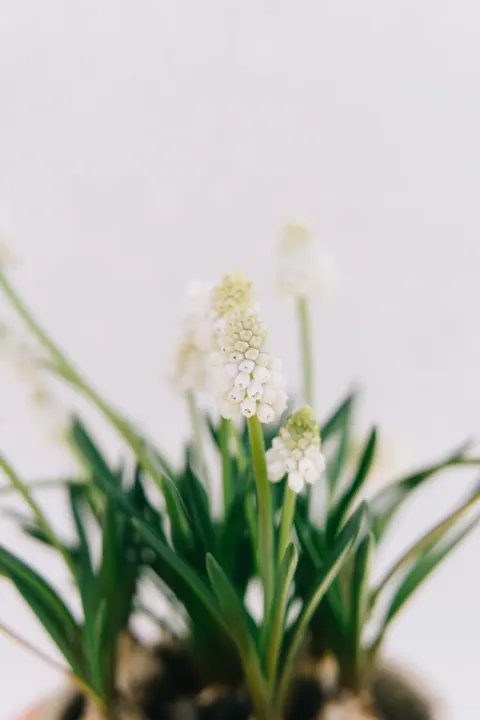White Blooms Phone Wallpaper · petals · 1440×2160