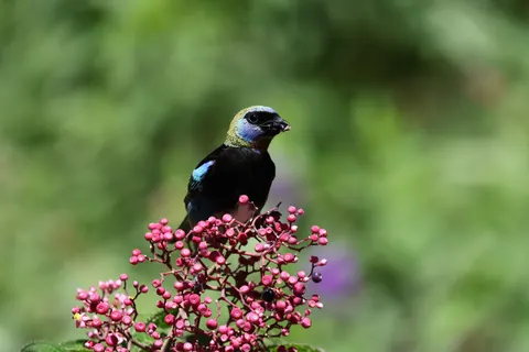 والپیپر پرنده استوایی با کیفیت 4K · animals · 3840×2561