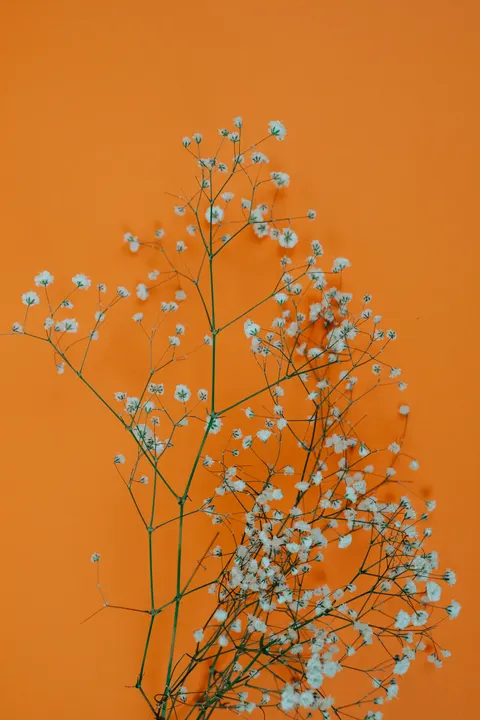 White Blooms Phone Wallpaper · petals · 1440×2160