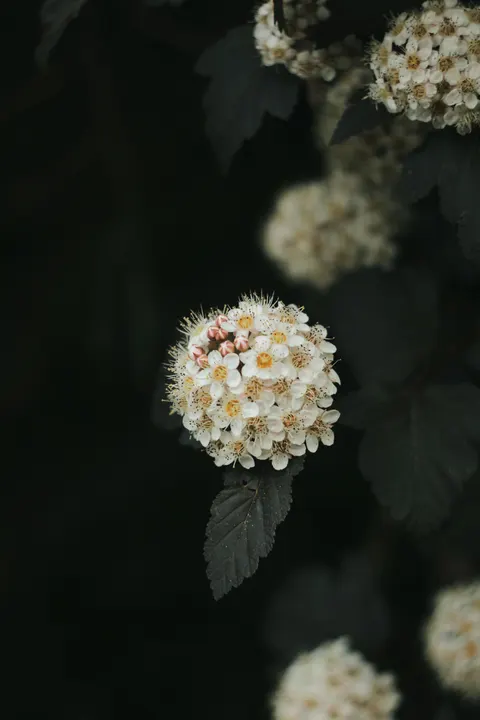 White Blooms Phone Wallpaper · petals · 1440×2160