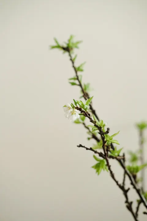 White Blooms Phone Wallpaper · petals · 1440×2160