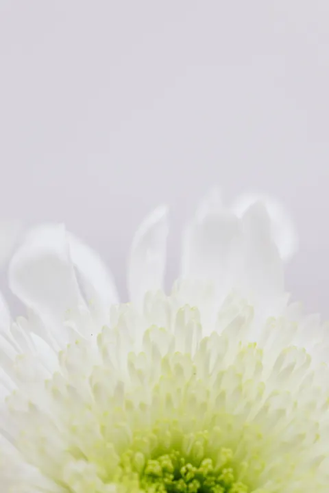 White Blooms Phone Wallpaper · petals · 1440×2160