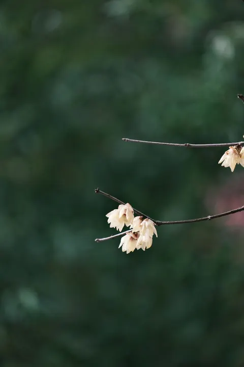 White Blooms Phone Wallpaper · petals · 1440×2160