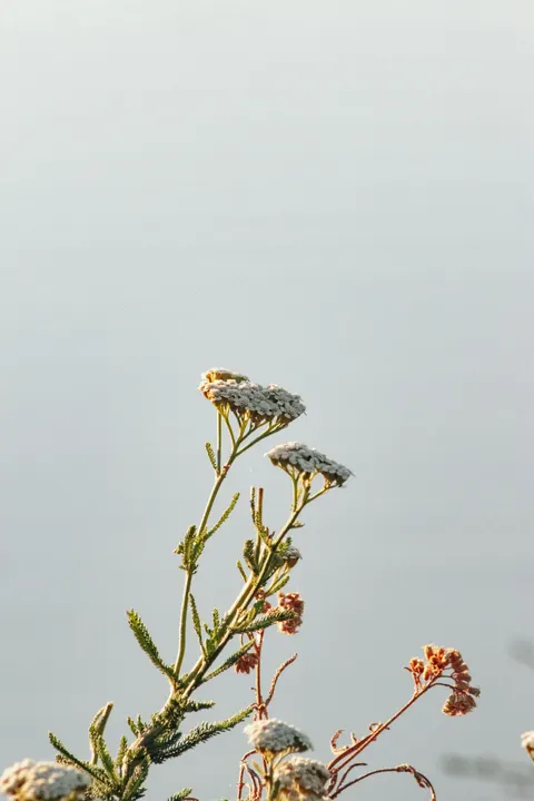 White Blooms Phone Wallpaper · petals · 1440×2160