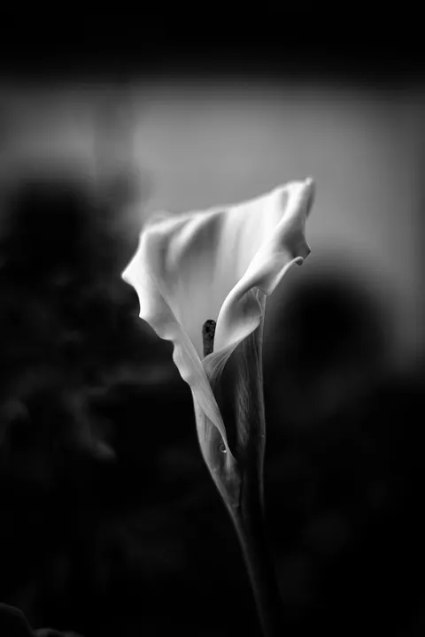 Fond d'écran mobile Fleurs Blanches · petals · 1440×2160