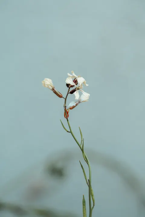 White Blooms Phone Wallpaper · petals · 1440×2160