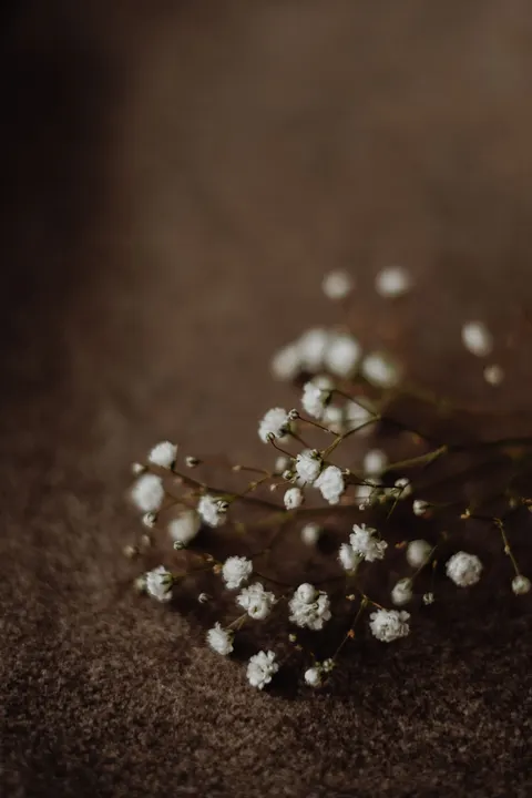 White Blooms Phone Wallpaper · petals · 1440×2160