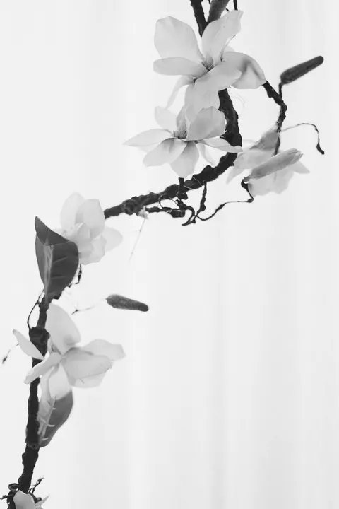 White Blooms Phone Wallpaper · petals · 1440×2160