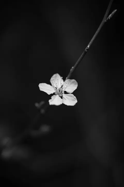 White Blooms Phone Wallpaper · petals · 1440×2160