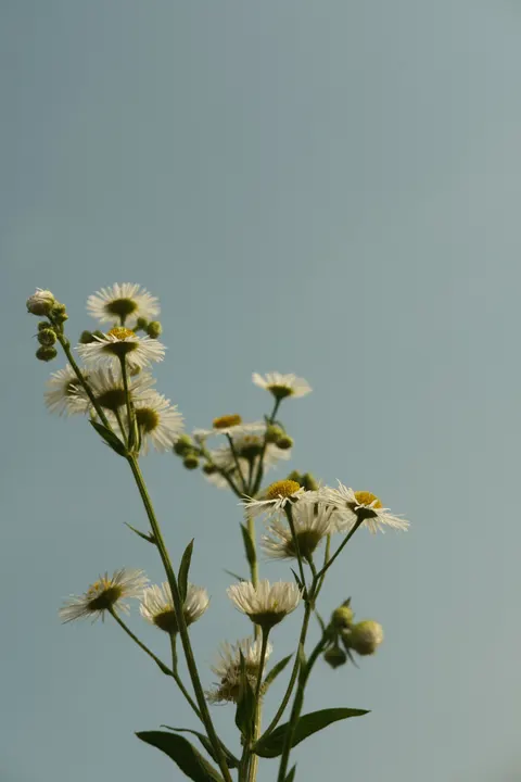 White Blooms Phone Wallpaper · petals · 1440×2160