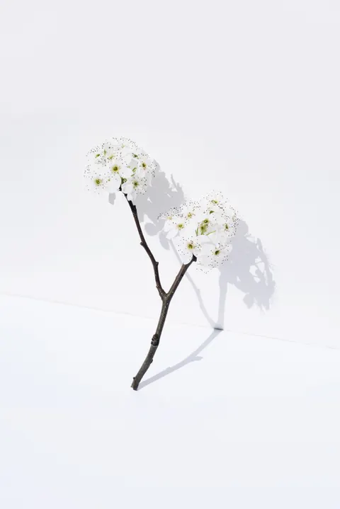 White Blooms Phone Wallpaper · petals · 1440×2157