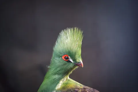 उष्णकटिबंधीय पक्षी 4K वॉलपेपर · animals · 3840×2561