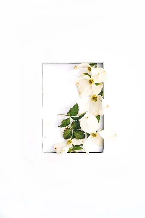 White Blooms Phone Wallpaper · petals · 1440×2157
