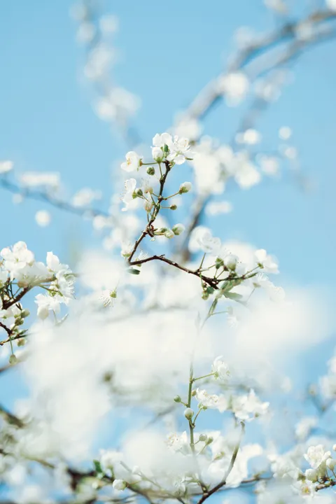 Beyaz Çiçekler Telefon Duvar Kağıdı · petals · 1440×2160