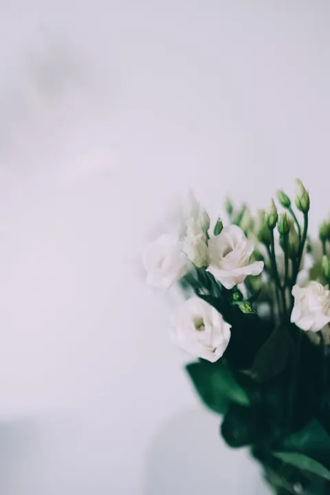 شکوفه‌های سفید والپیپر موبایل · petals · 1440×2160