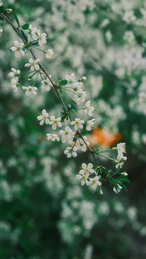 White Blooms Phone Wallpaper · petals · 1440×2562