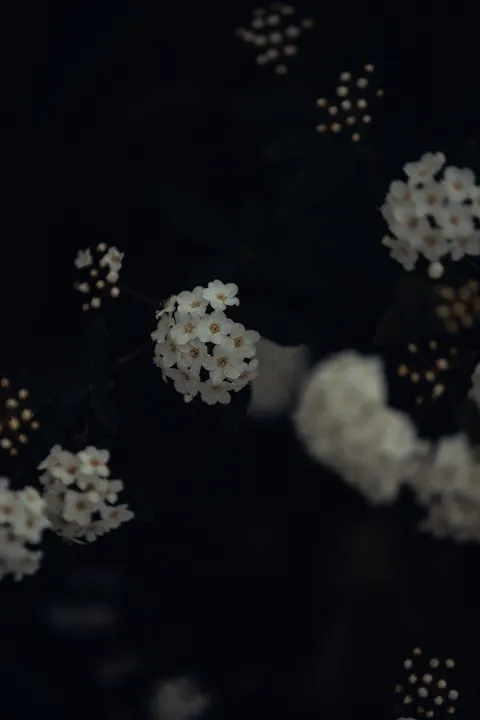 White Blooms Phone Wallpaper · petals · 1440×2160