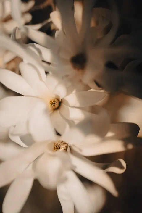 White Blooms Phone Wallpaper · petals · 1440×2160