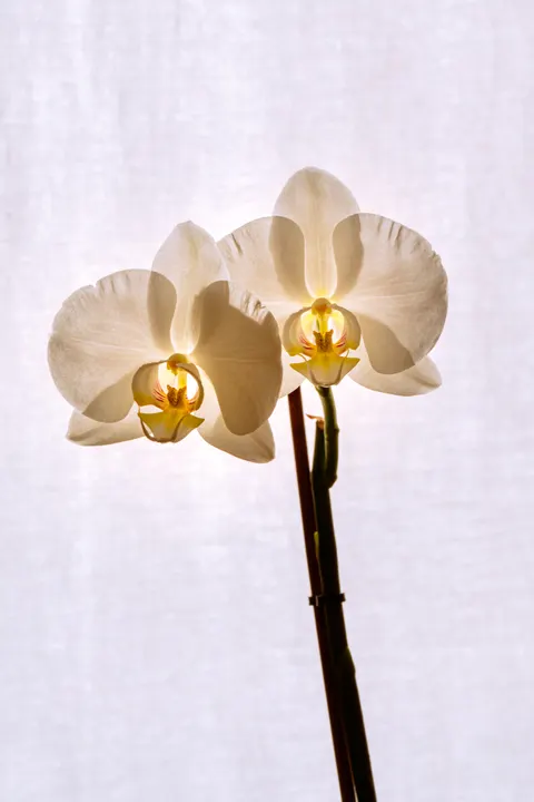 White Blooms Phone Wallpaper · petals · 1440×2159