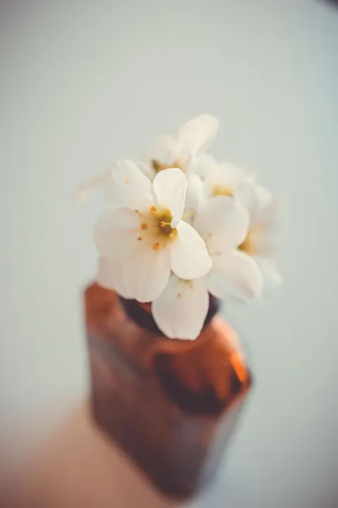 شکوفه‌های سفید والپیپر موبایل · petals · 1440×2160