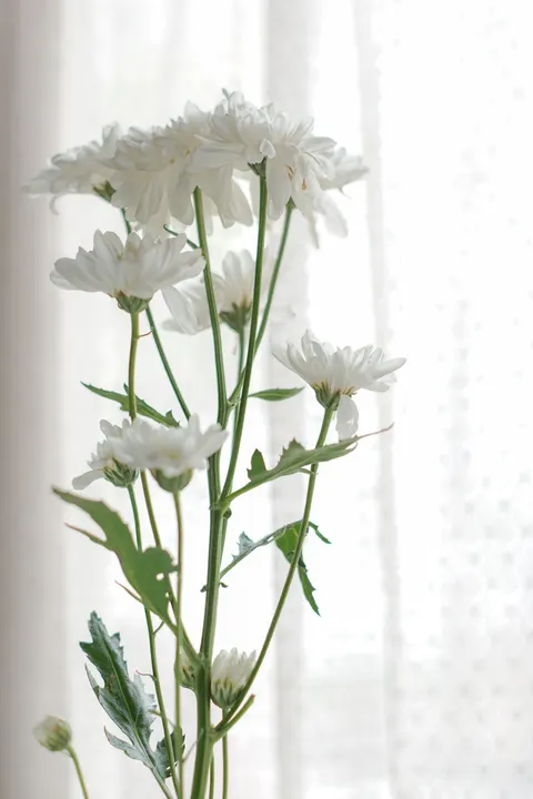 White Blooms Phone Wallpaper · petals · 1440×2160