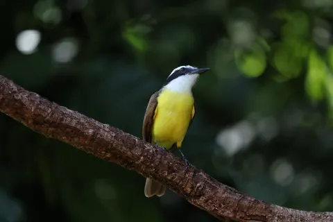 Обои Тропическая птица 4K · animals · 3840×2561