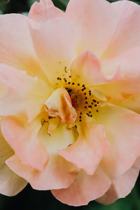 Petals Phone Wallpaper · petals · 1440×2160