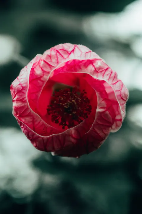Petals Phone Wallpaper · petals · 1440×2160