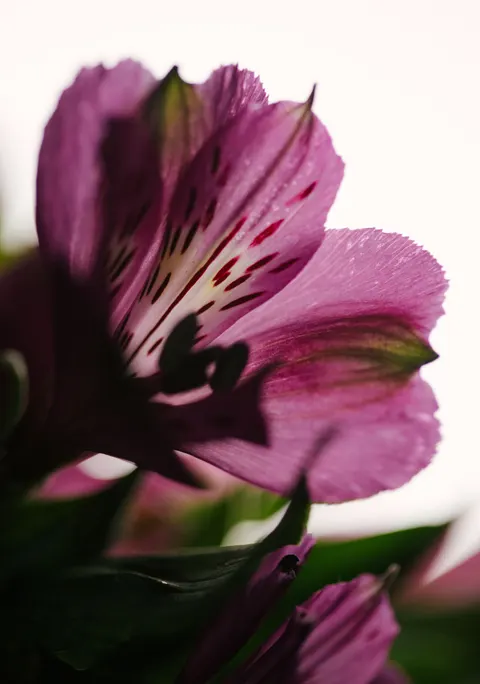 Petals Phone Wallpaper · petals · 1440×2052