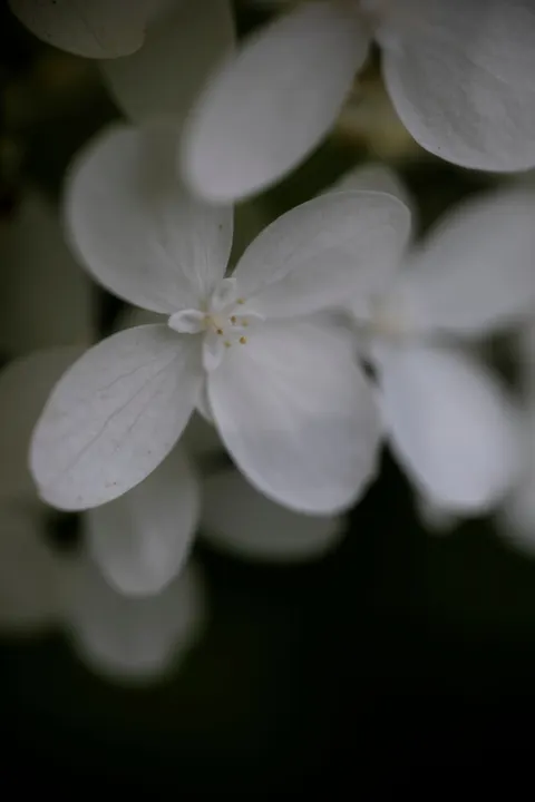 Petals Phone Wallpaper · petals · 1440×2160