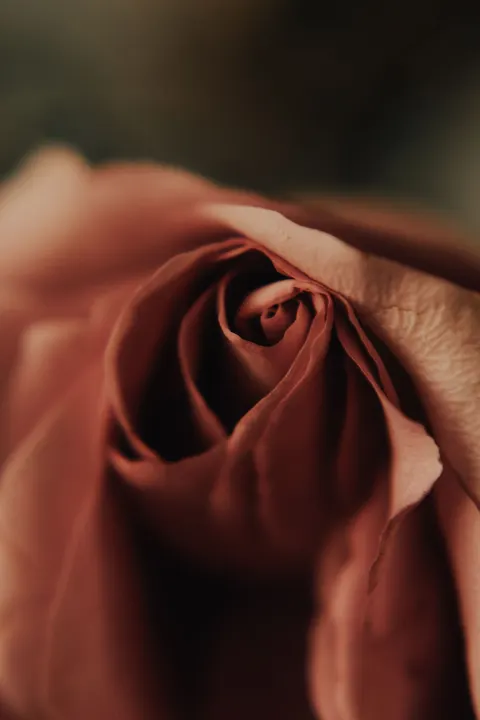 Petals Phone Wallpaper · petals · 1440×2160