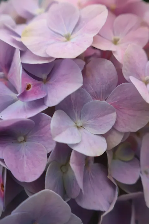 Petals Phone Wallpaper · petals · 1440×2160