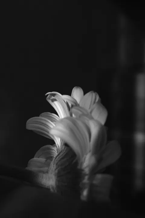 Petals Phone Wallpaper · petals · 1440×2160